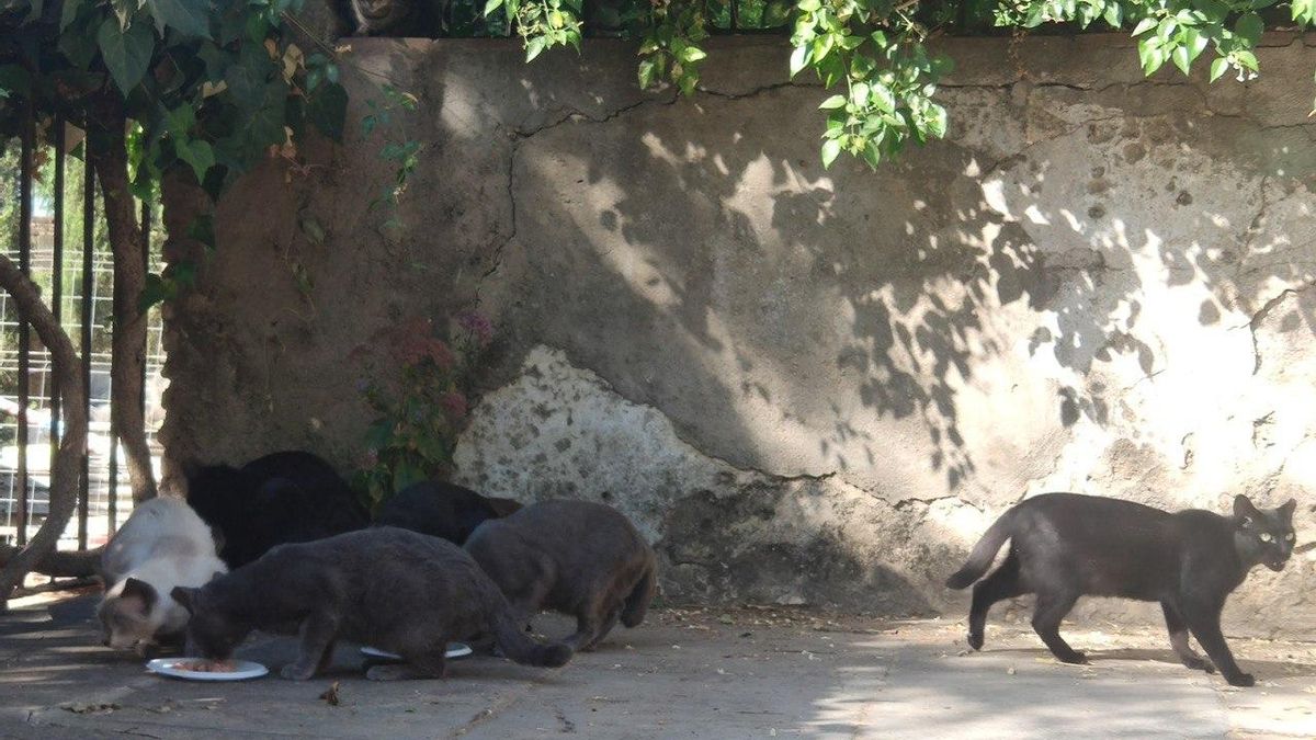 Una colonia de gatos callejeros en Córdoba.