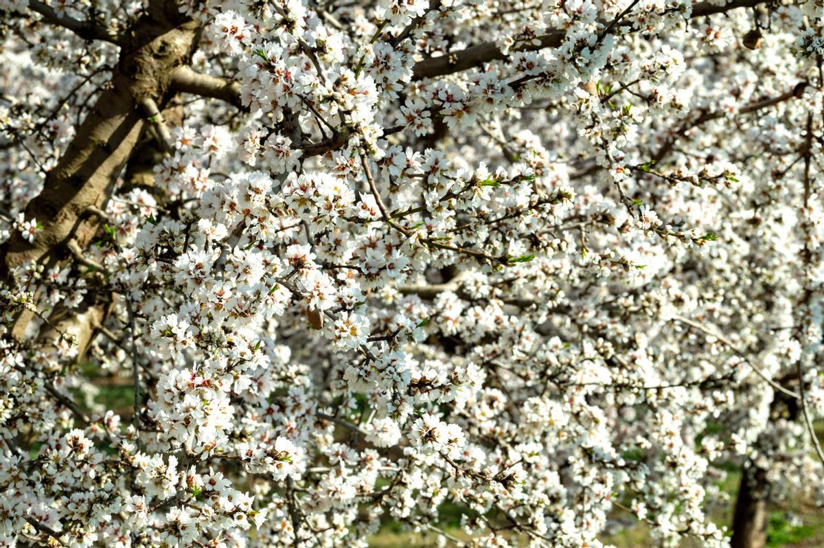 El espectáculo de la floración de los frutales en el Baix Segria, Lleida