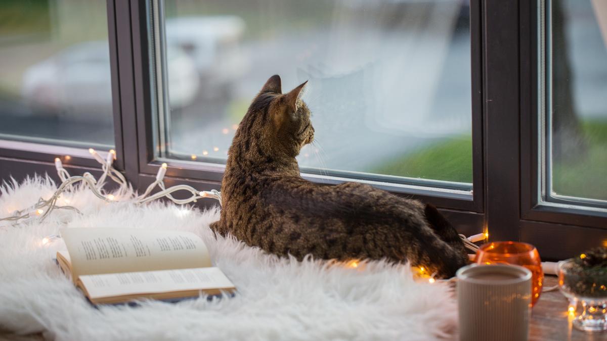 Mallas y mosquiteras para que los felinos no se escapen de casa