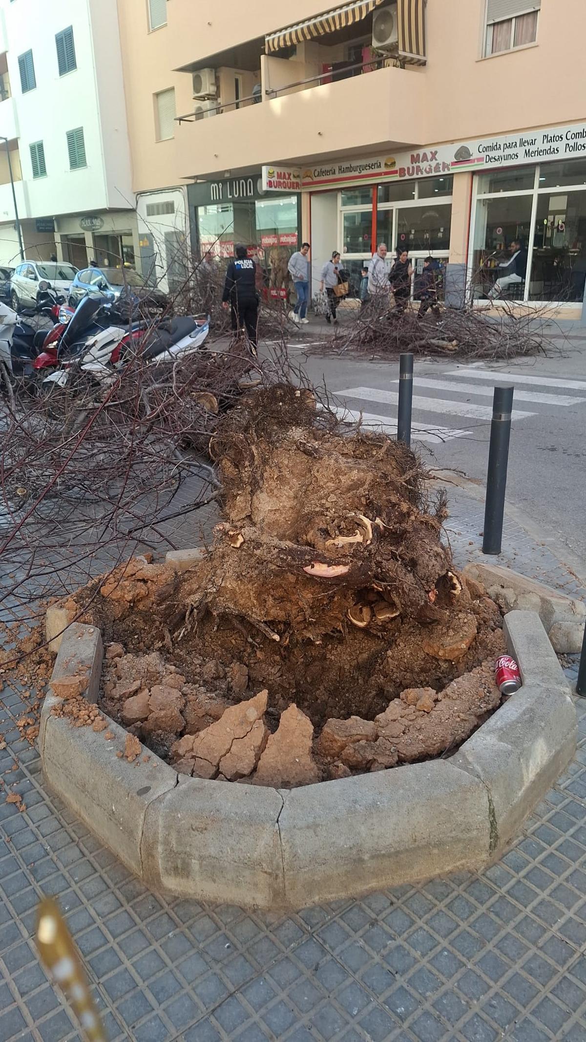 El árbol tumbado por el viento.