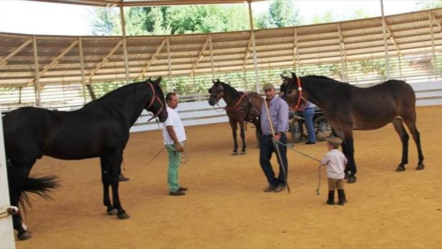 El ayuntamiento quiere revitalizar el tradicional rodeo de San Miguel