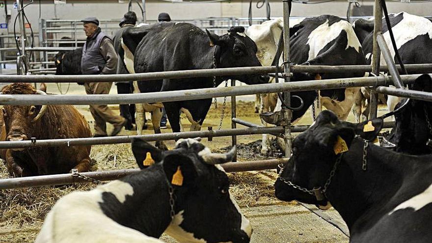 Animales de una subasta de ganado en Silleda.