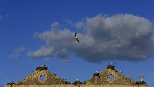 Storks are seen on an old sugar factory near Jerez de la Frontera