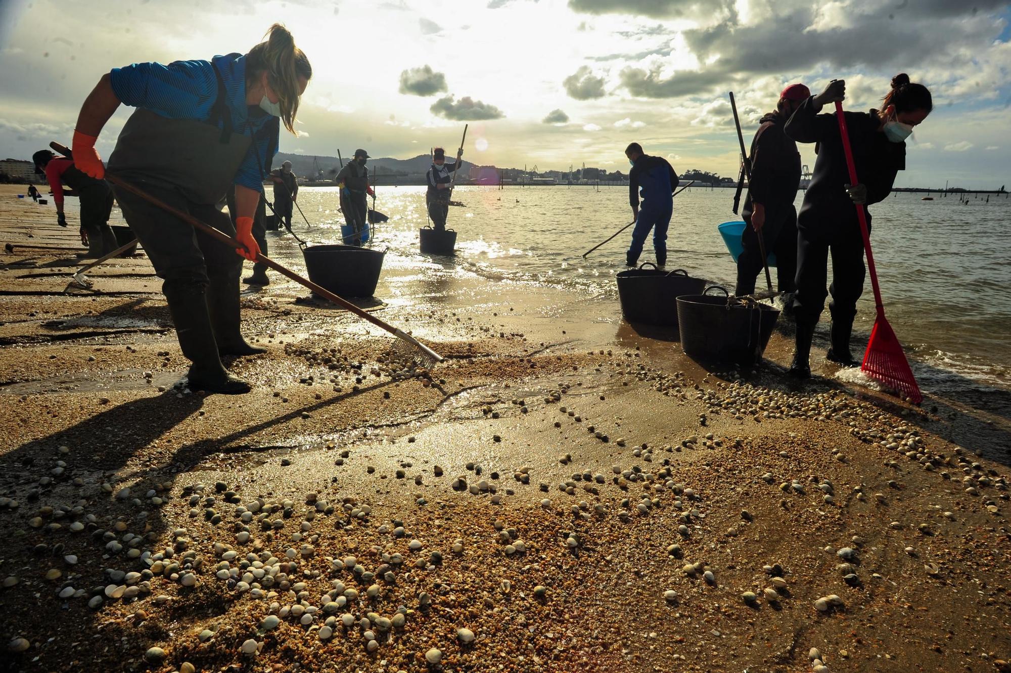 Las mariscadoras de Carril, al rescate de bivalvos en la playa de Compostela