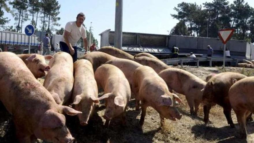 Los cerdos toman la carretera en Medinaceli