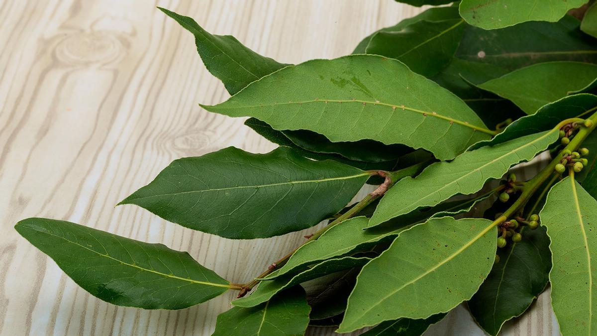 HOJA DE LAUREL EN CUBO DE LA FREGONA  Adiós al jabón: la razón por la que  debes echar hojas de laurel en el cubo de la fregona