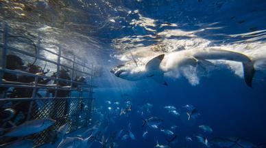 El único lugar del mundo donde podrás bucear entre 200 cocodrilos de 5 metros: lo llaman 'la jaula de la muerte'