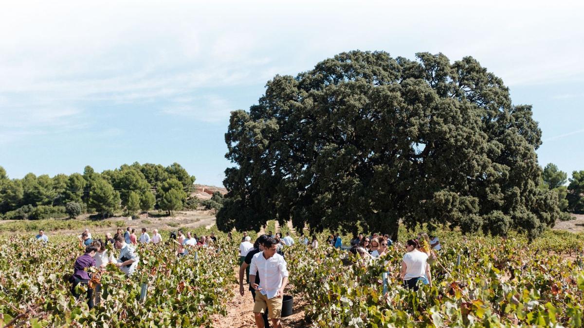 Viñedo de El renegado