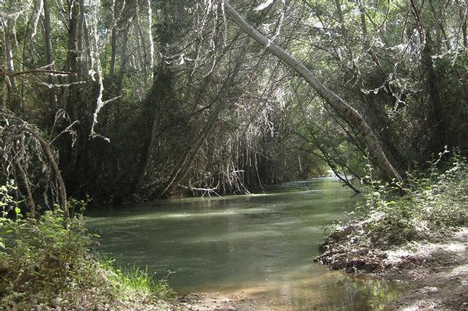 Sotos y Bosques de Ribera de Cañaverosa, Murcia