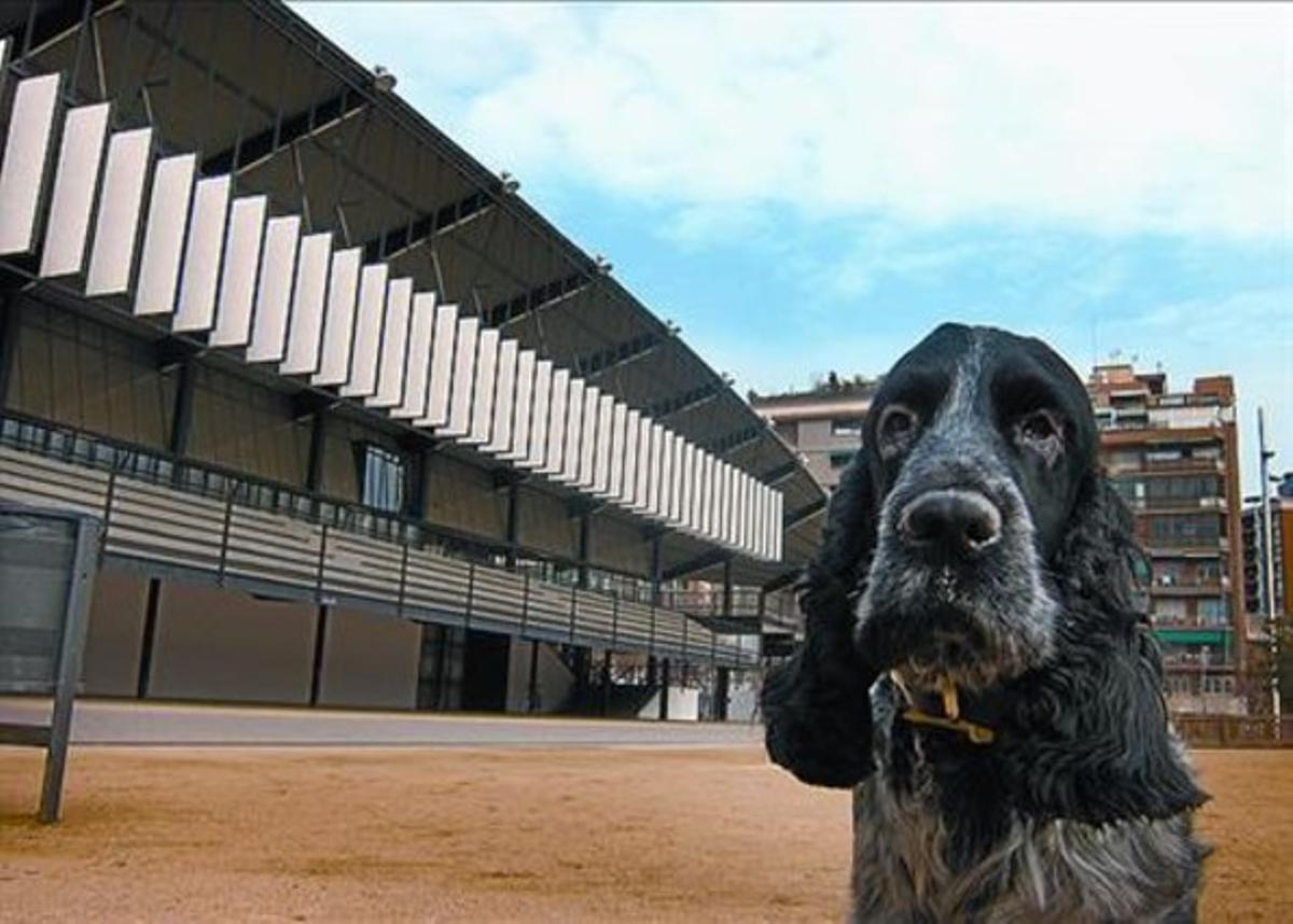 El cocker Dofí, davant l’antic canòdrom de la Meridiana, dimecres.