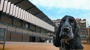 El cocker Dofí, ante el antiguo canódromo de la Meridiana, el miércoles.