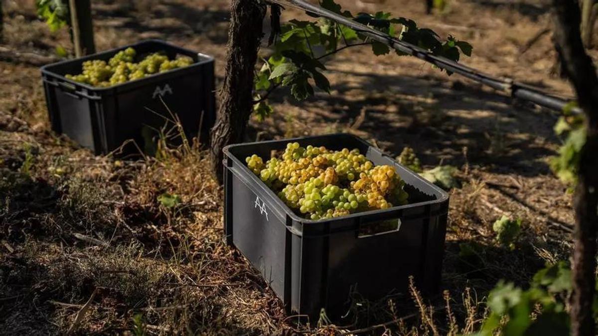 La demanda de cava se resiente a nivel internacional, pero la denominación salva el año con un 1% más de ventas