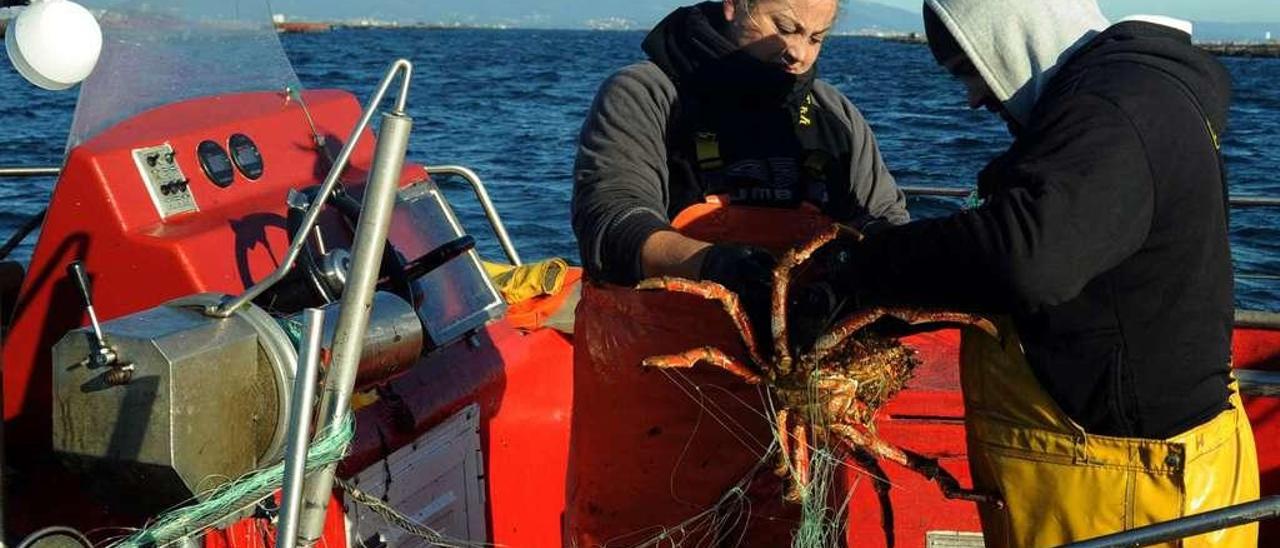 Dos pescadores de Cambados recogen un centollo en el comienzo de la campaña. // Iñaki Abella