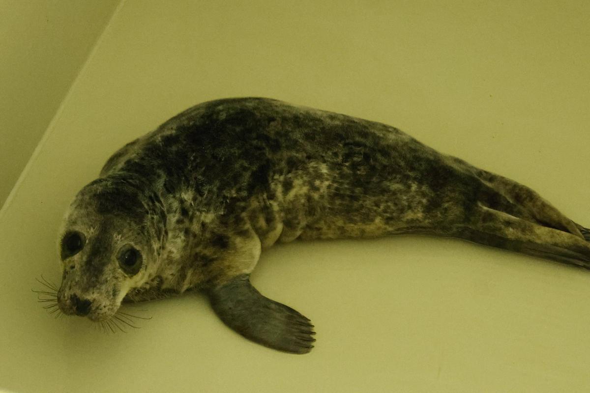 La foca que quedó varada en la playa de Cadavedo ya se recupera en el Acuario de Gijón (en imágenes)