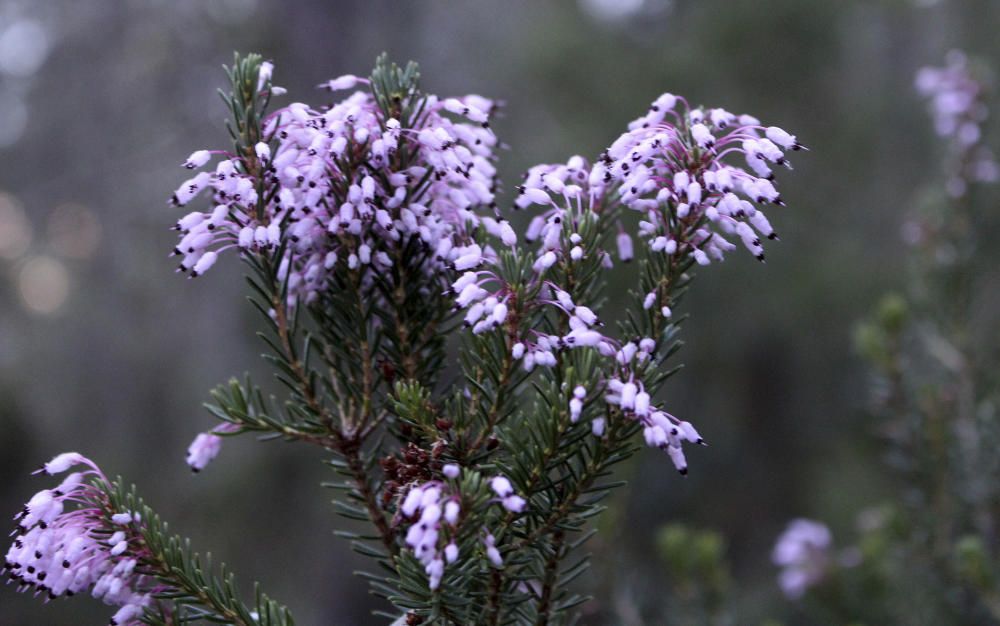 Flor d’hivern. El bruc és un arbust de fulles molt primes i en forma de petites agulles. La seva flor atrau les abelles, que en produeixen una mel molt valorada.