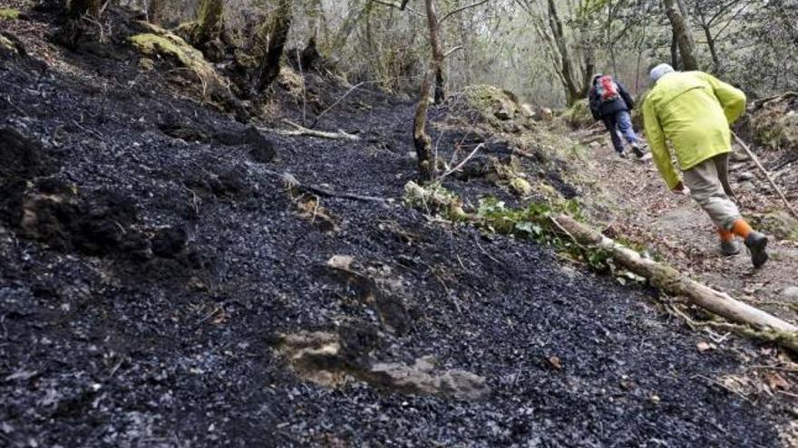 Dos senderistas caminan por una zona quemada de las Fragas do Eume. / fran martínez