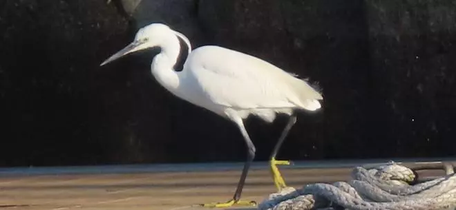 Garzas reales, patos rabudos, gaviotas reidoras... el Puerto de Vigo presume de biodiversidad