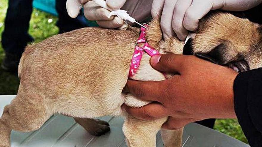 Veterinari, col·locant un microxip de l&#039;AIAC a un gos.