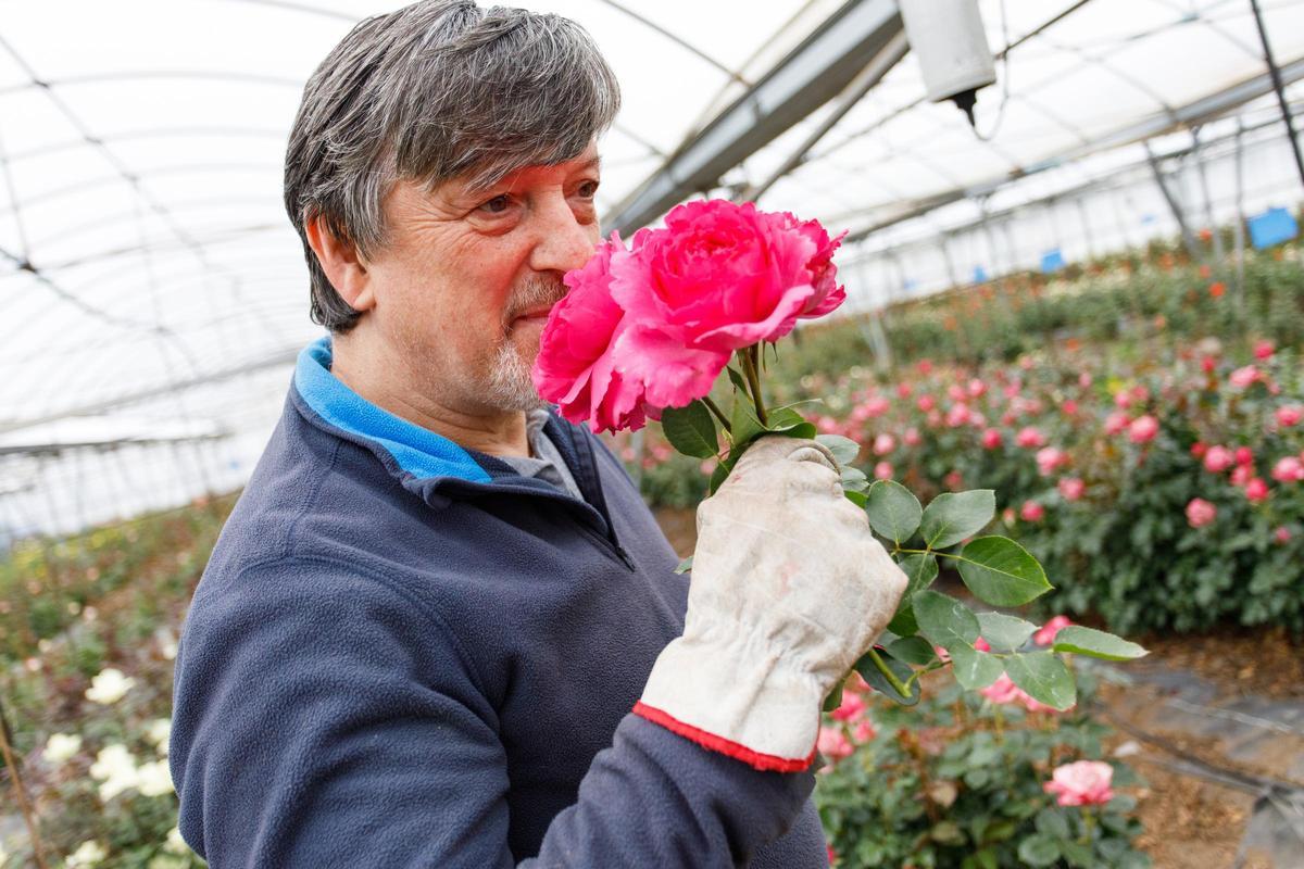 Joaquim Pons de Flors Pons, único productor de rosas por Sant Jordi en Catalunya