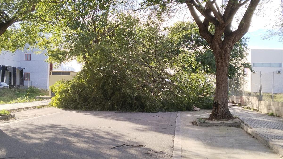El temporal asociado a la borrasca Kristin ha dejado imágenes de impacto en Xàtiva, las rachas de viento han alcanzado niveles huracanados