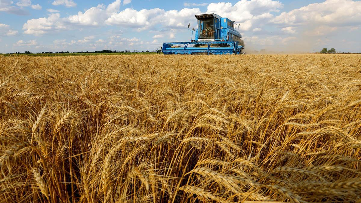 Una cosechadora durante la recogida de trigo en el este de Ucrania