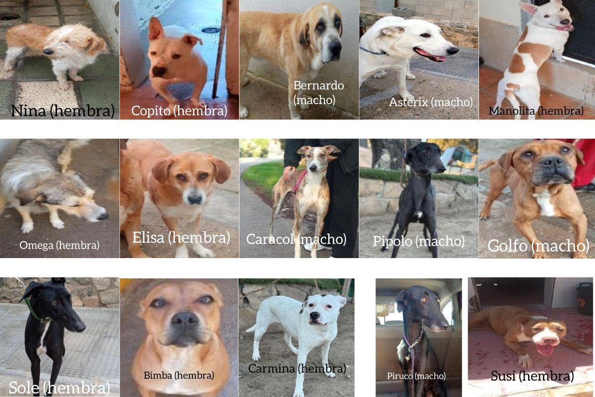 Denuncian el robo de 15 perros en la perra municipal de Toledo y la protectora pide ayuda ciudadana