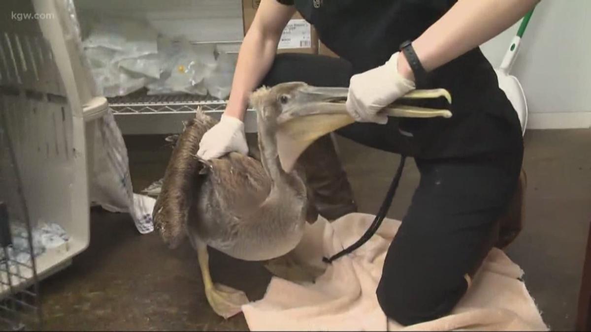 Veterinaria atendiendo a un pelícano en California