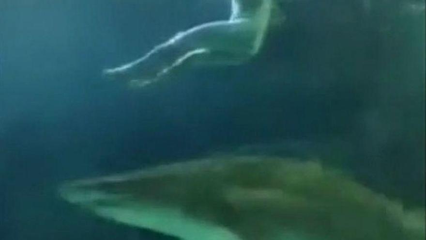 Un hombre se baña desnudo con los tiburones del Acuario de Toronto