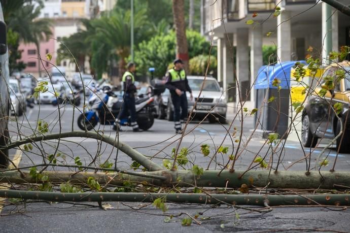 Caída de un árbol Een la calle Paseo Cayetano de Lugo,zona Presidencia del Gobierno de Canarias  | 04/02/2020 | Fotógrafo: Tony Hernández