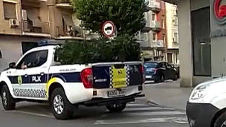 Captura de un video del coche de la Policía Local con las plantas incautadas.