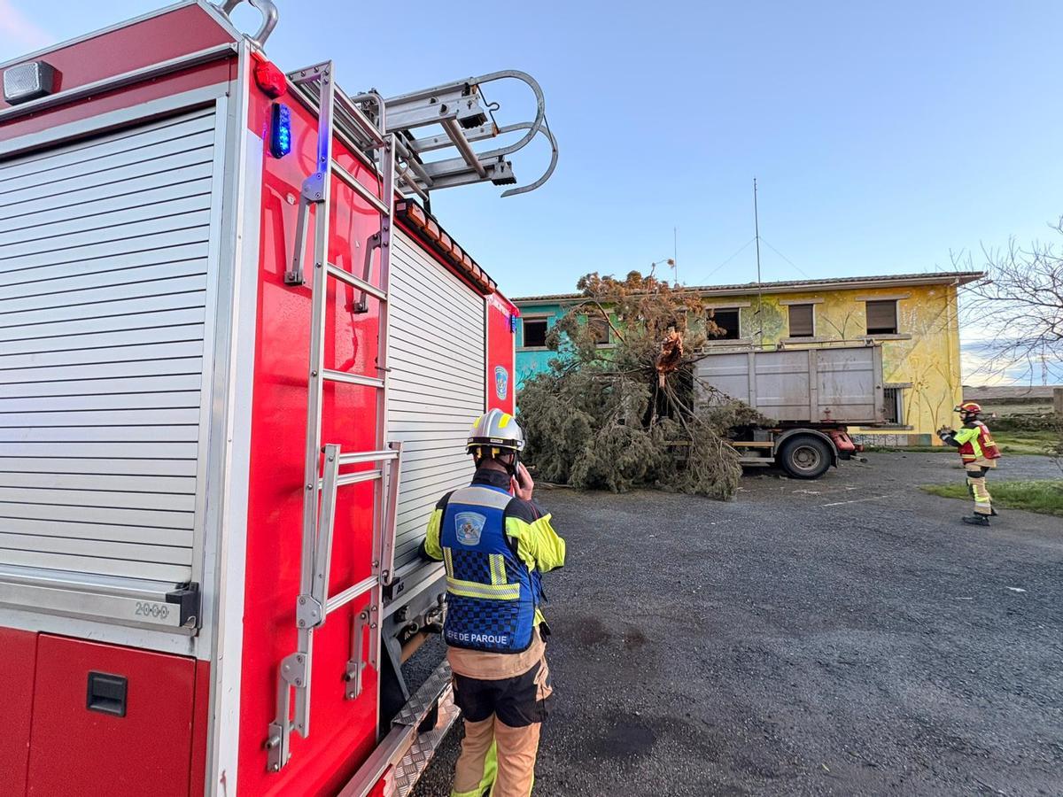 Un árbol cae sobre un camión de recogida de ganado en Piedras Albas.