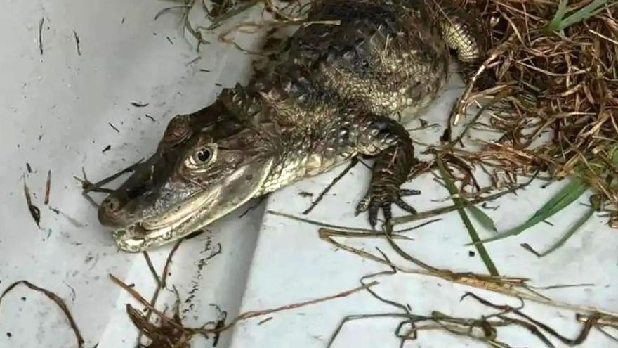 Capturan a una cría de caimán en el río Besós, Barcelona