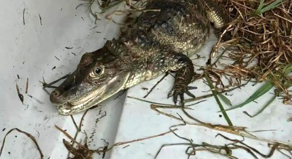 Capturan a una cría de caimán en el río Besós, Barcelona