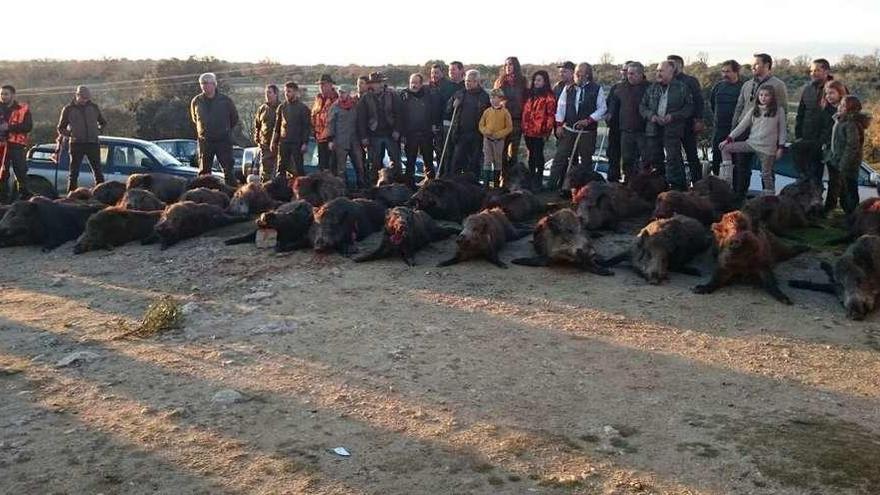 Cazadores y acompañantes posan con los jabalíes abatidos en la dehesa de Soguino, en Peñausende.