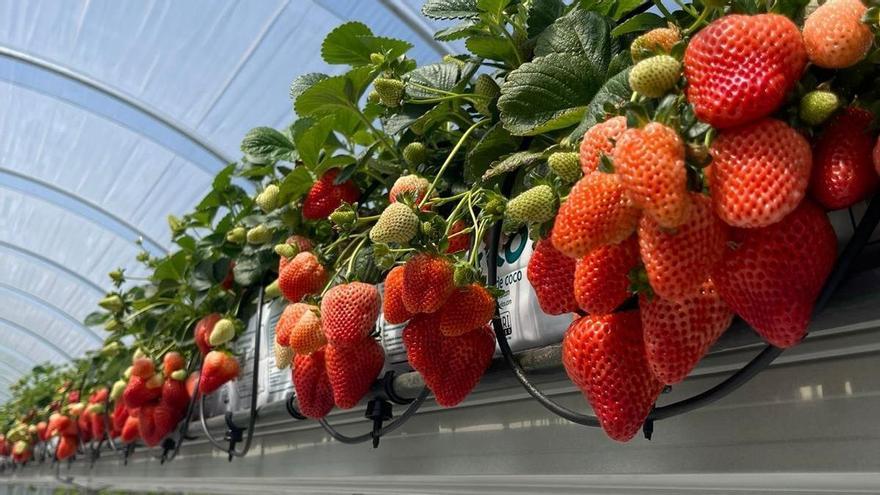Hidroponía murciana para la fresa de Uruguay