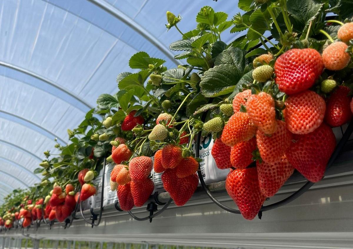 Sistemas elevados desarrollados por Hydroponic Systems.