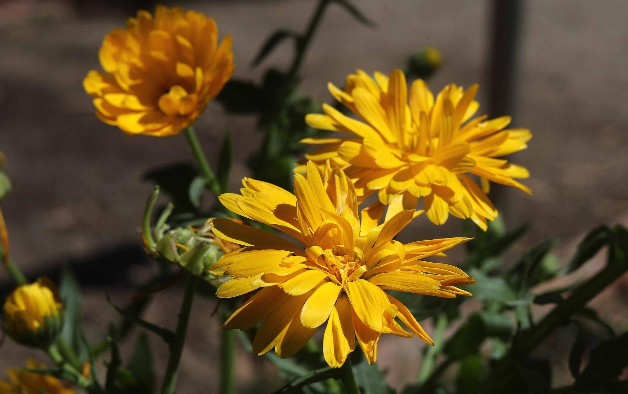 Las flores del Jardín Botánico en primavera