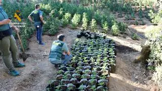 Desarticulada en el Guadiato una organización internacional de producción y tráfico de marihuana