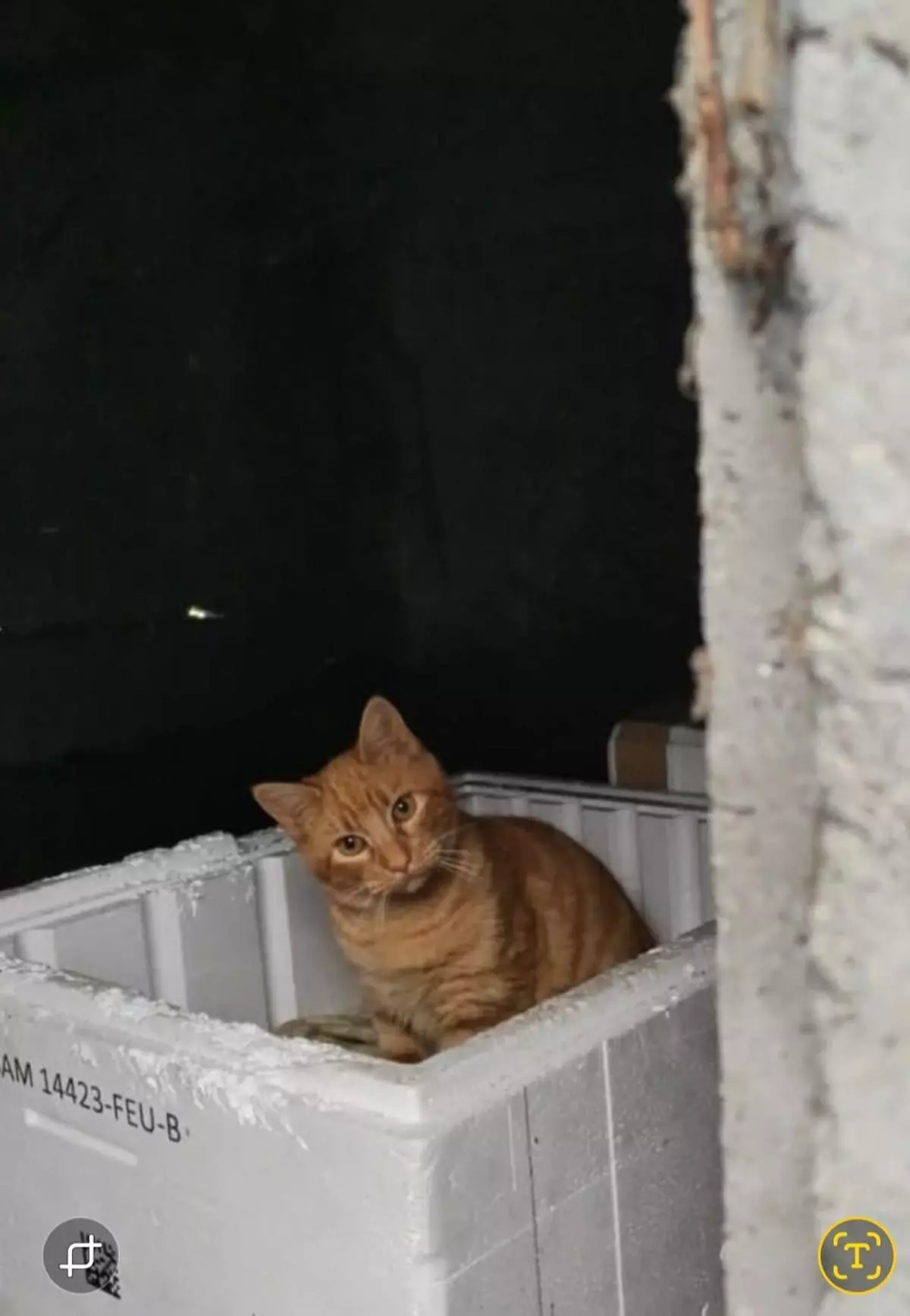 Ahogado y sin posibilidad de ayuda: el triste final de un gato de colonia en Pontevedra