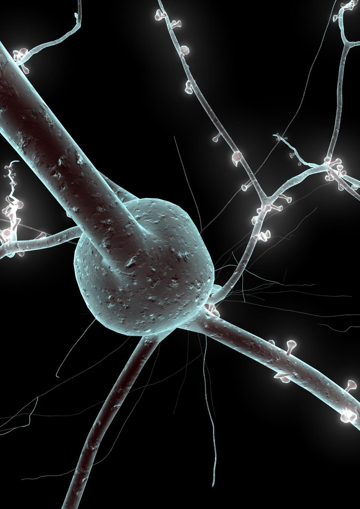 Neurona humana.