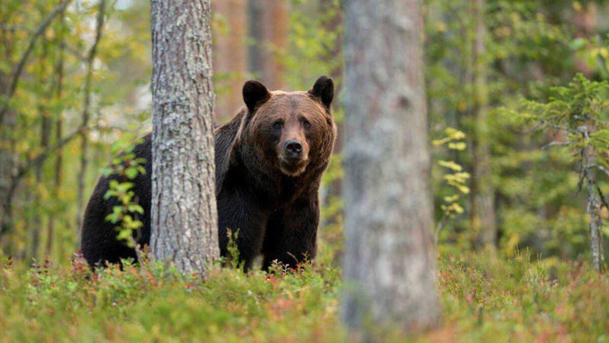 Los osos se comunican entre sí haciendo marcas en los árboles
