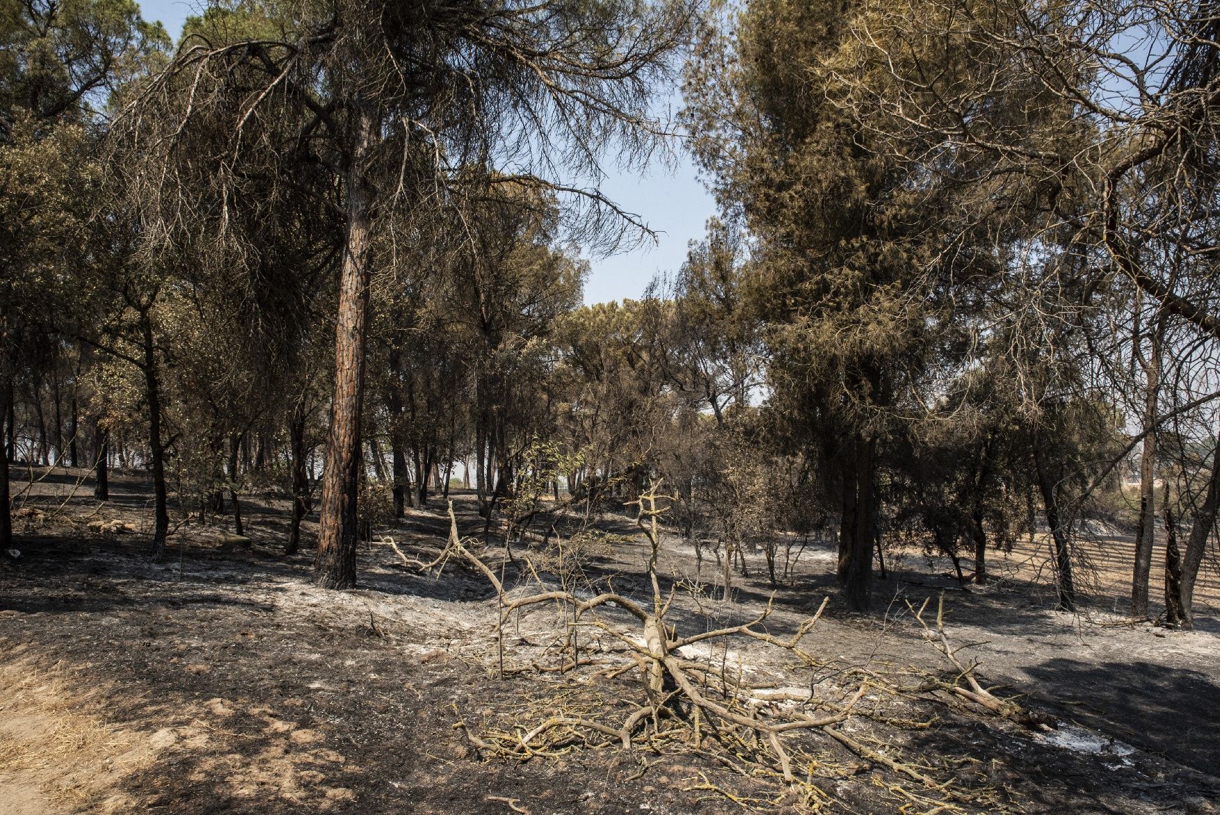 Afectació per l'incendi a la urbanització de les Brucardes