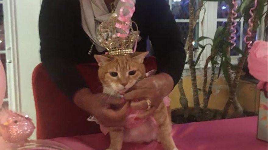 Él alondra estar impresionado Brote fiesta gato: 15 personas infectadas por coronavirus