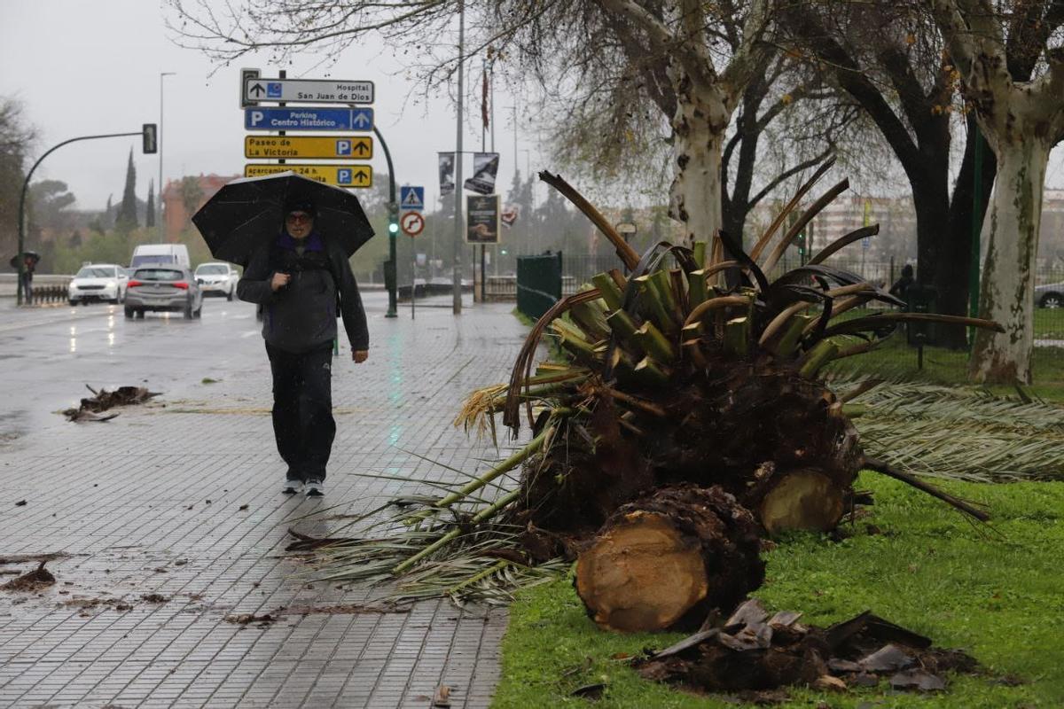 Árbol caído por el temporal en Córdoba.