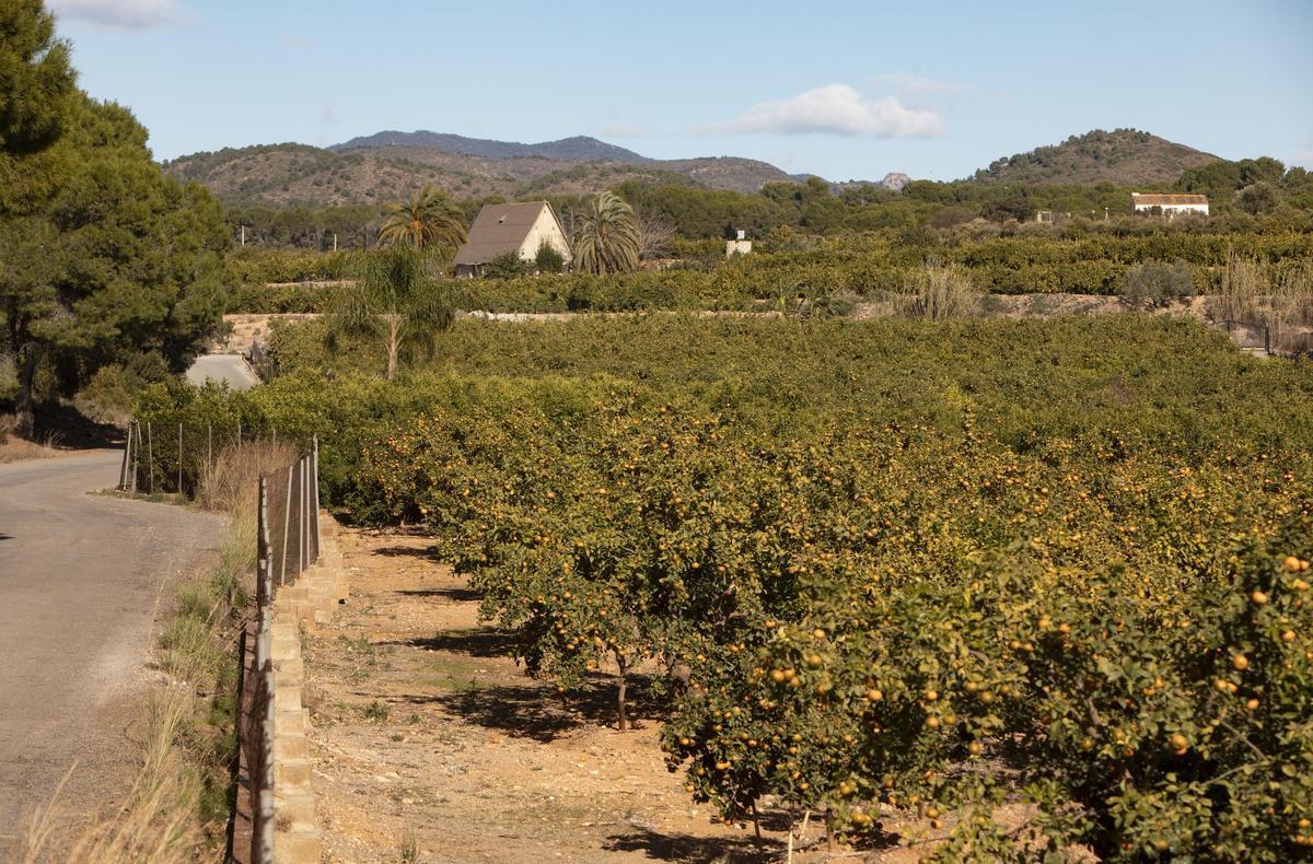 Terrenos en Sagunt donde se proyecta una planta fotovoltaica.