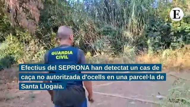 Enxampen un caçador furtiu que capturava ocells fringíl·lids sense permís i amb mètodes prohibits a Santa Llogaia d'Àlguema