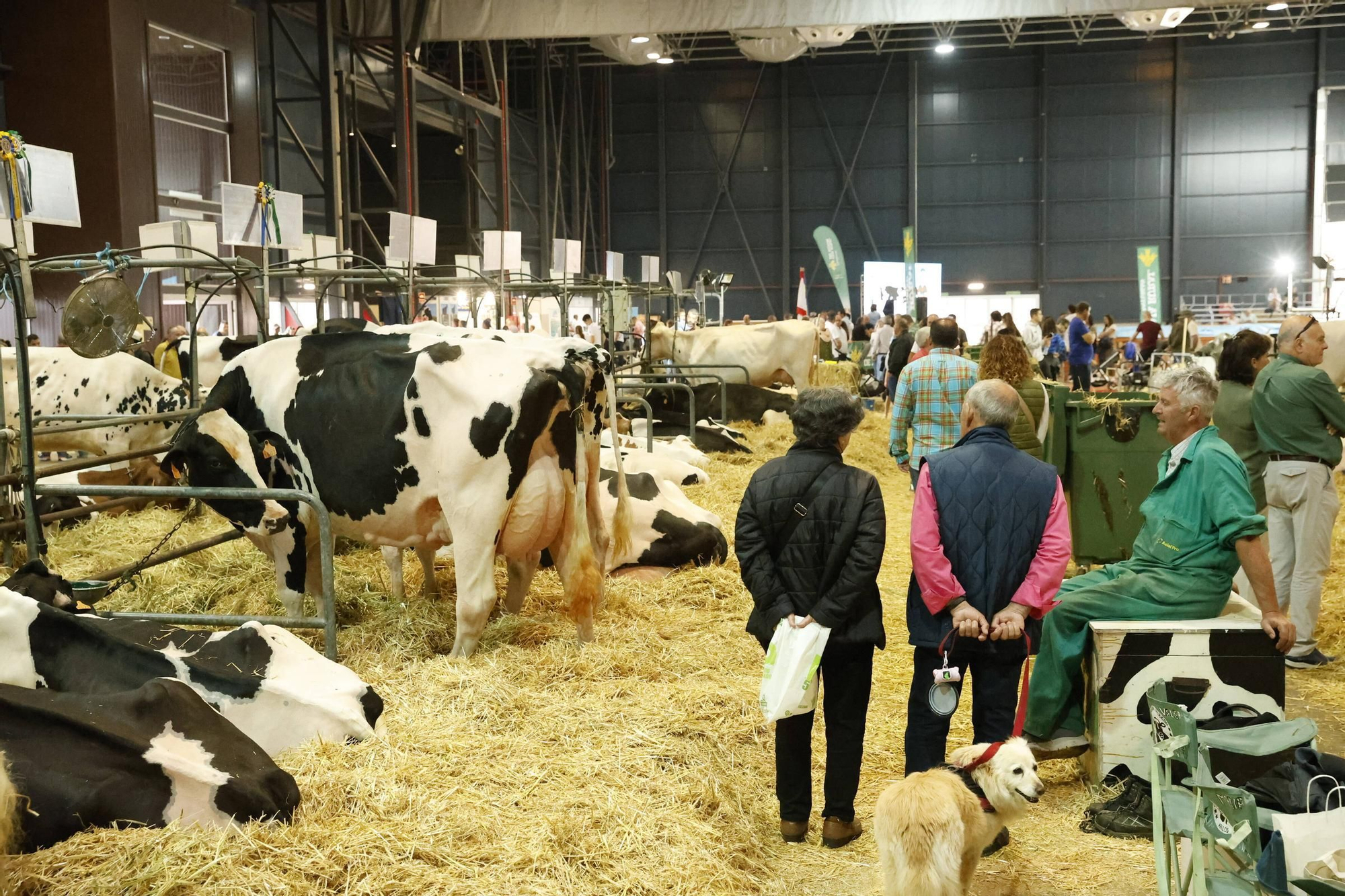 El último día de la Feria de San Antonio en Gijón, en imágenes