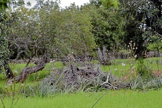 Schafherde, Baumplantage und Paradies für Insekten: zu Besuch bei Jaume Seguí und seinen 18 Hektar Bioland bei Capdellà