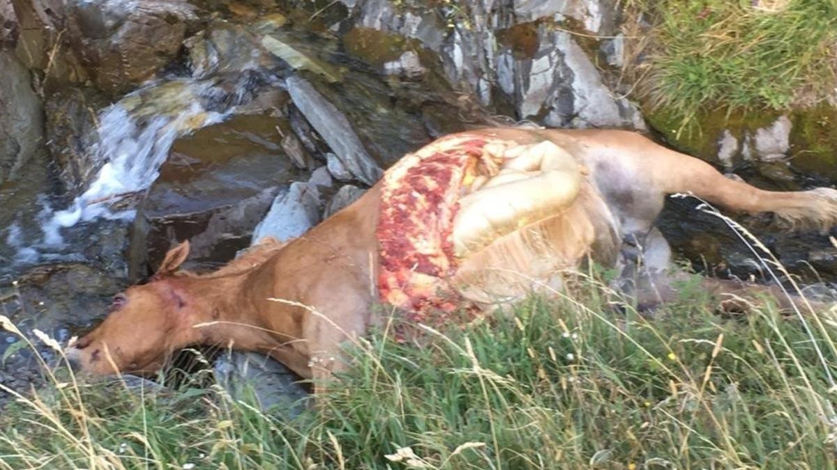 El oso Cachou mata a una yegua adulta en Aran en su quinto ataque en dos semanas