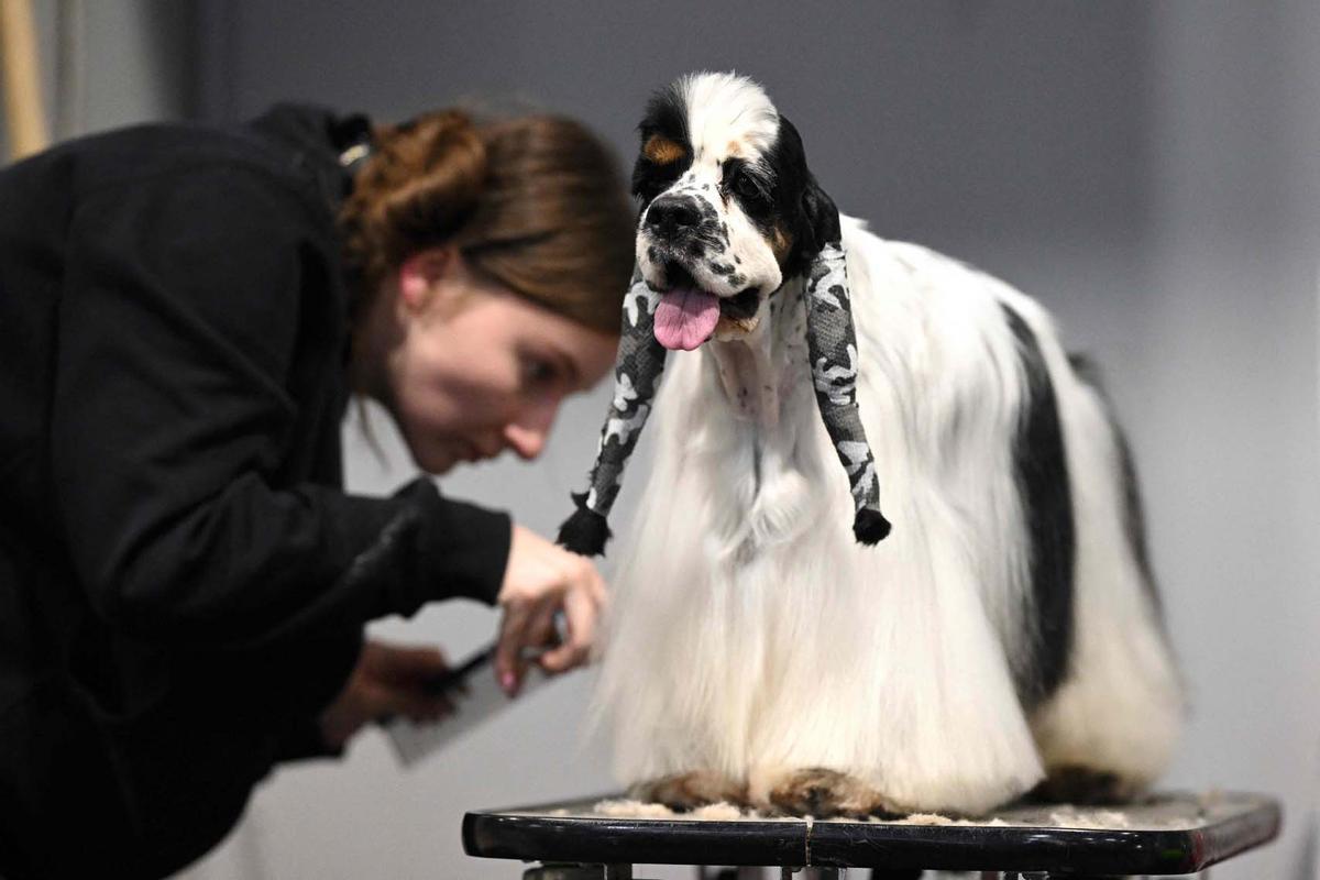 Exposición canina en el Centro Nacional de Exposiciones de Birmingham